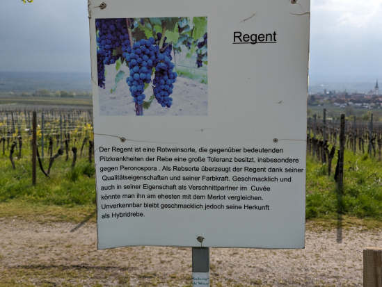 Hohe Loog, Neustadt
16. April 2023